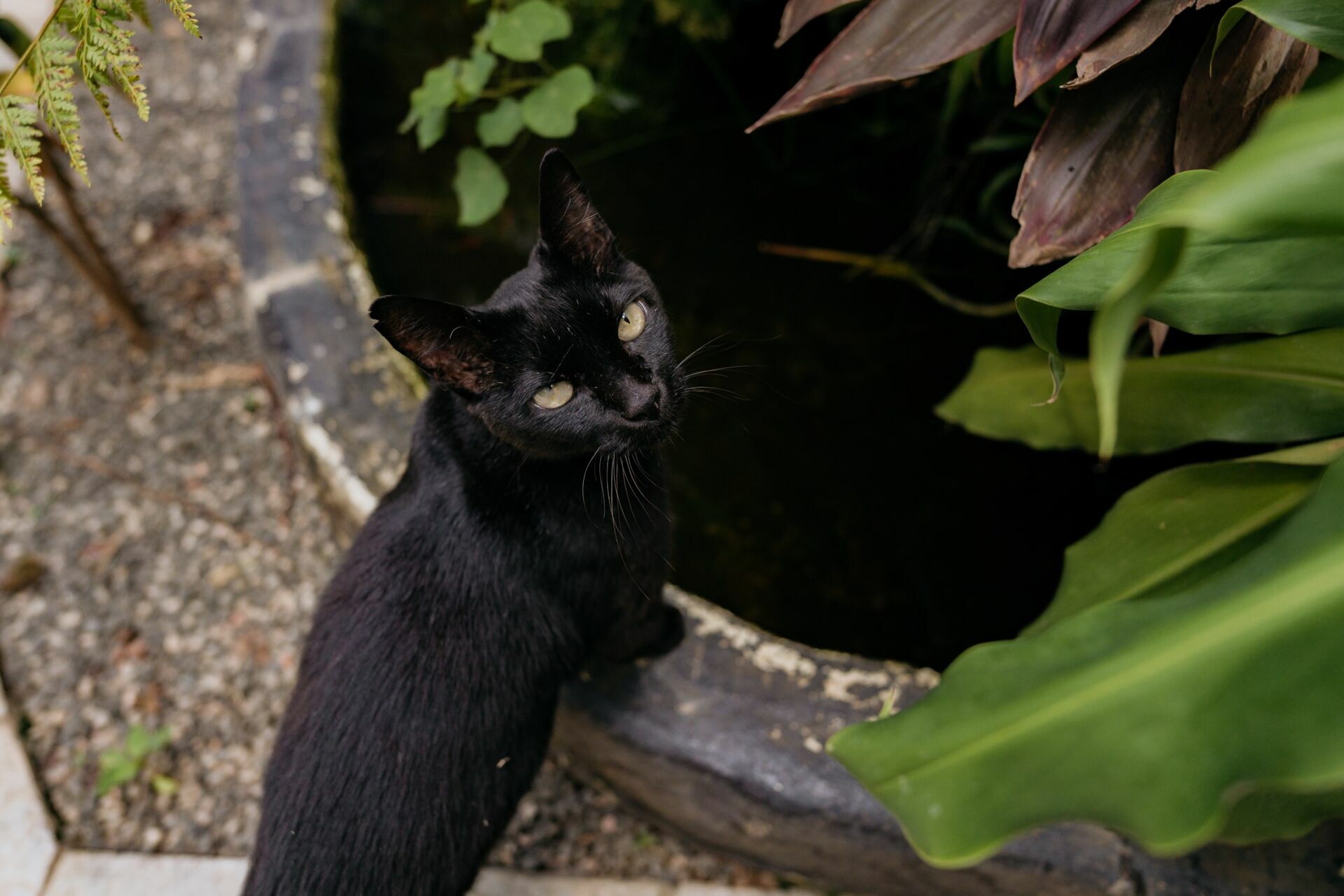 Foto casamento Villa Mandacaru - Imagem 5