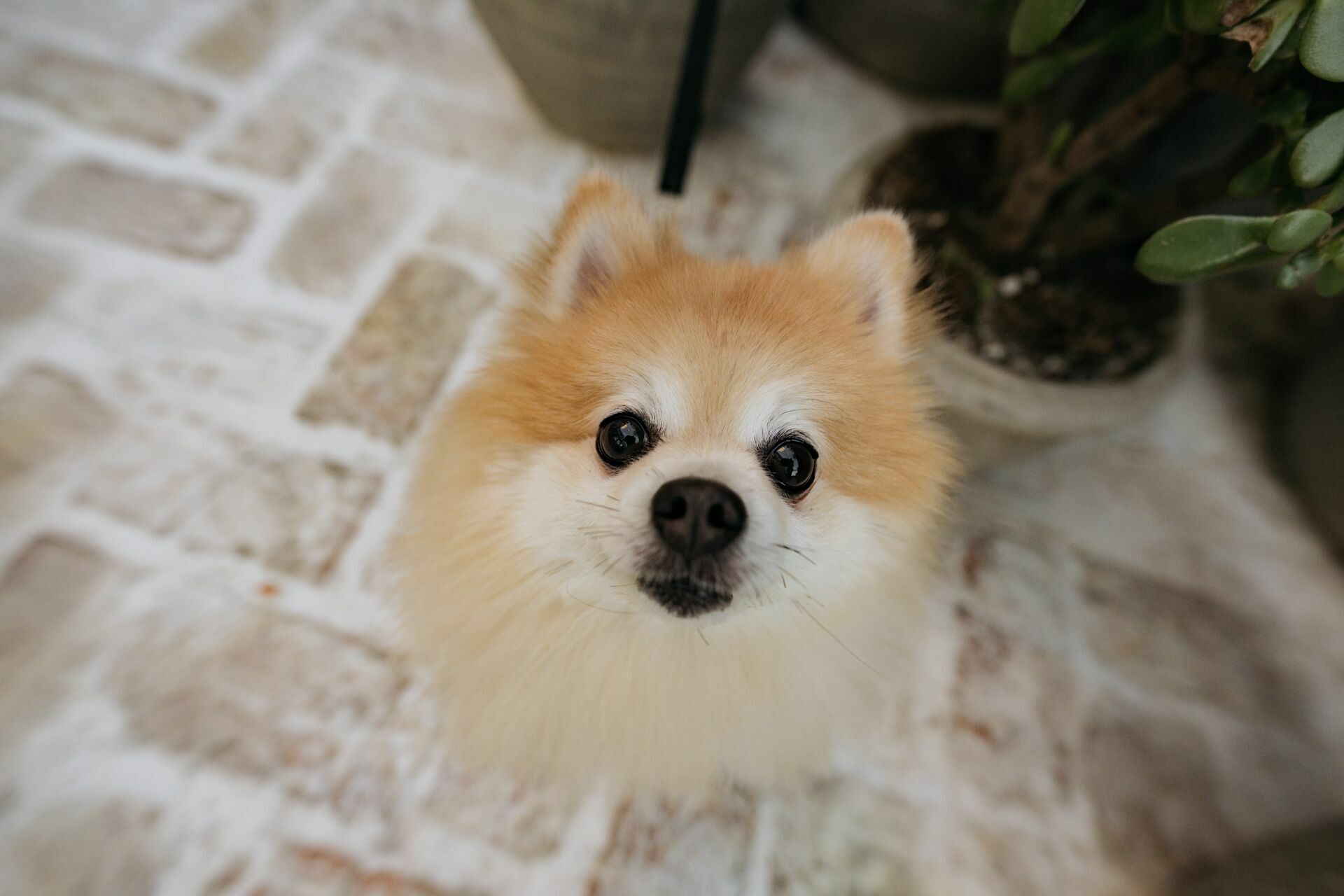Foto Casamento Palacio Tangara - Botanico Quintal - Imagem 39