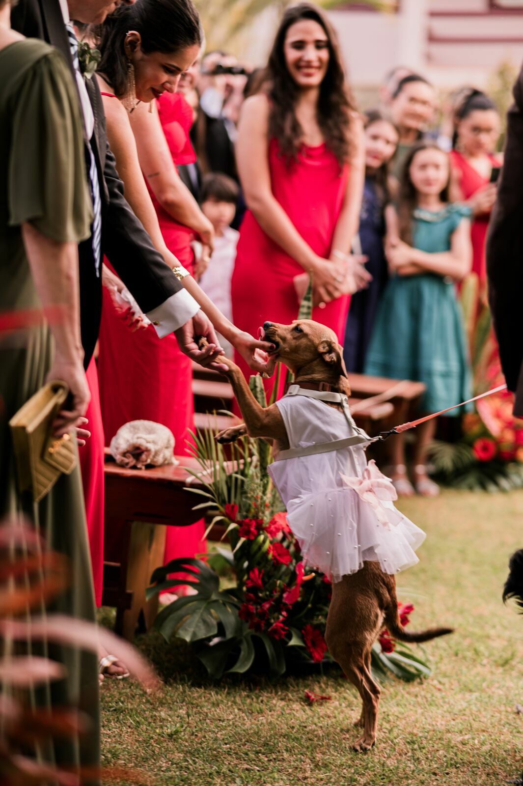 Foto Casamento Fazenda Cotta Fotografia Documental - Imagem 33